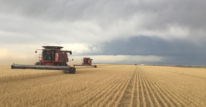 Farmer harvesting wheat on Pete Miller’s farm north of Lodgepole 