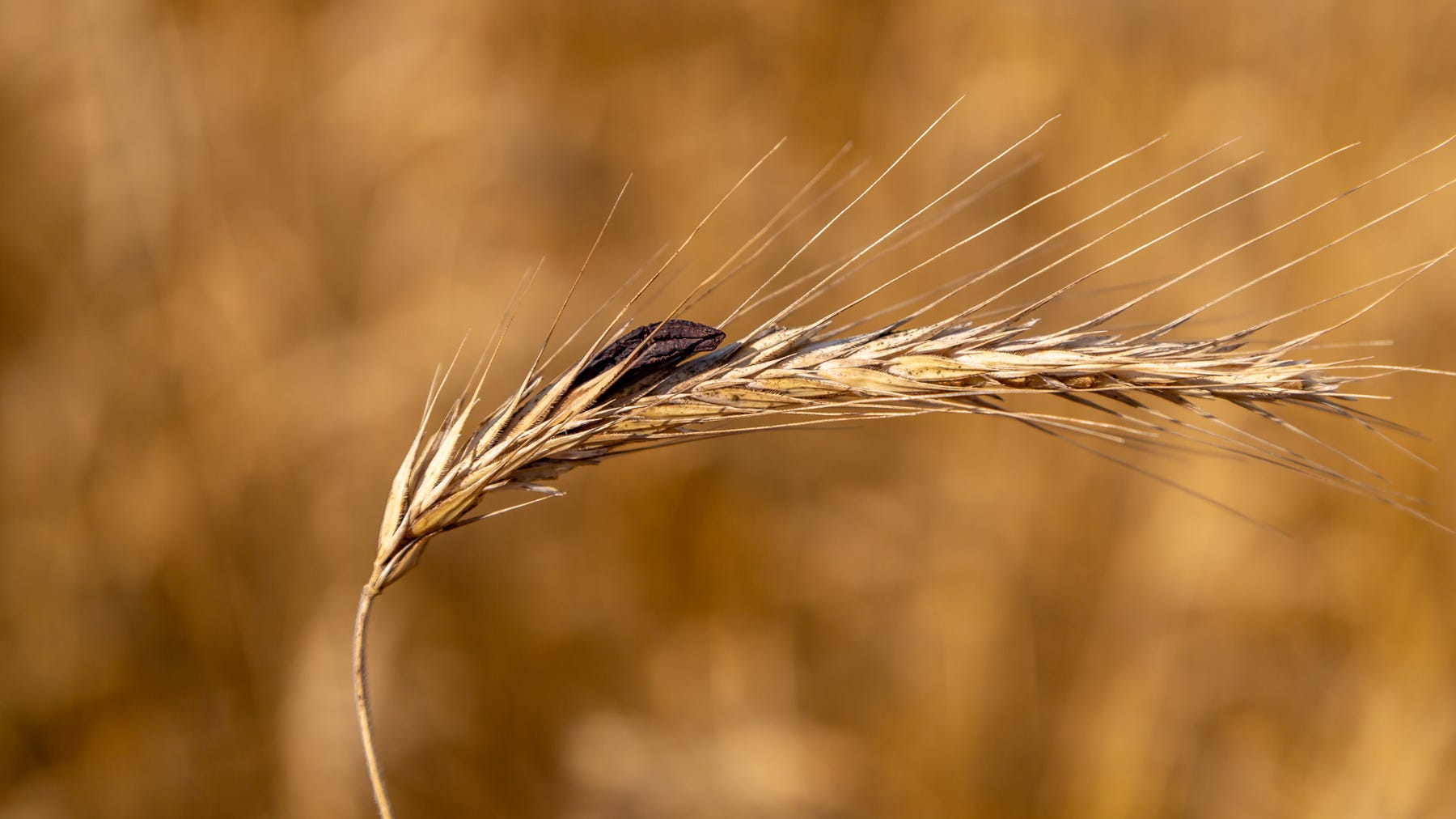 grain infected with ergot