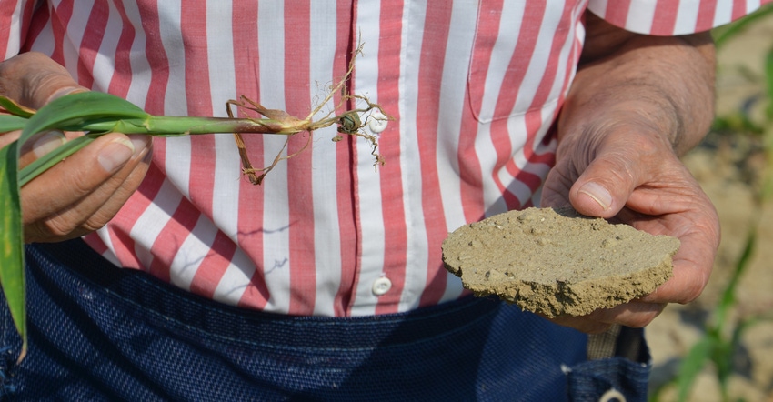 person holding small corn plant and chunk of soil