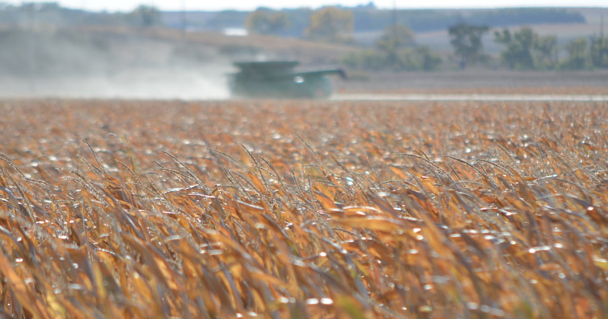 Yield ding on corn: Not all about tar spot