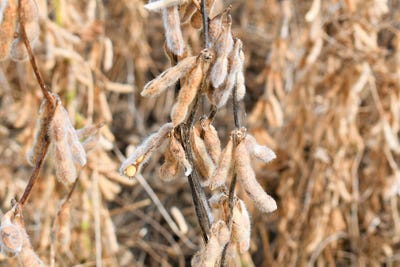 JM-dfp-adismukes-soybeans-at-harvest.jpg