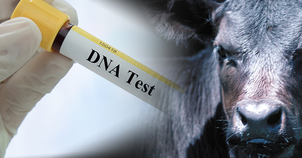New genomic test required of Show-Me-Select bulls