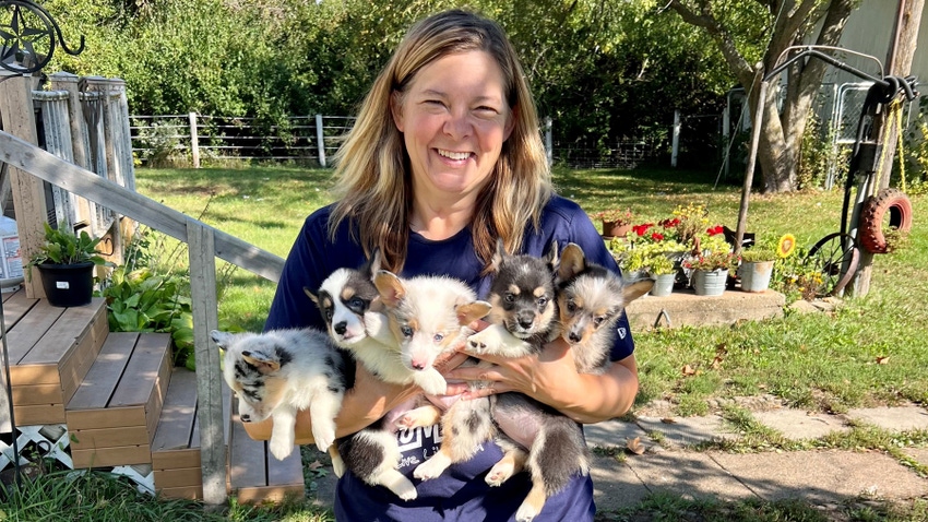 Jennifer Carrico holding her five Corgi  puppies