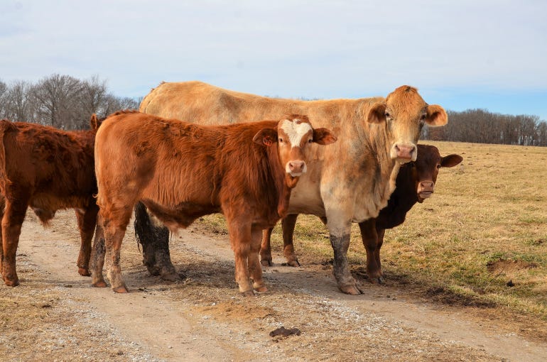 Three beefmaster calves