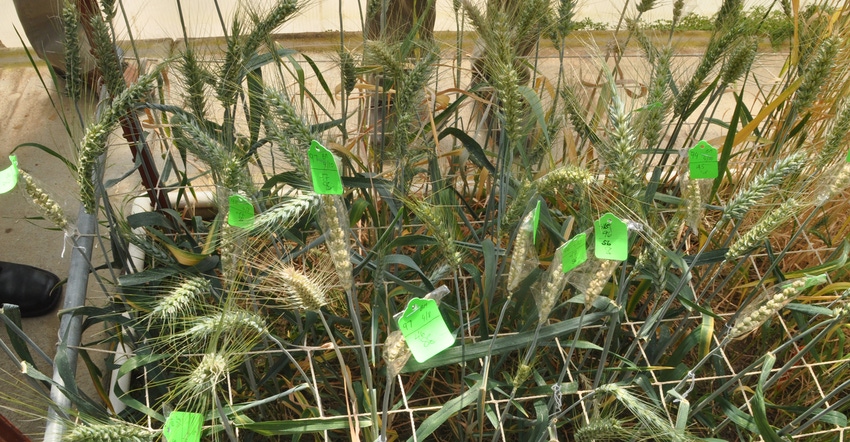examples of wheat varieteies in greenhouse