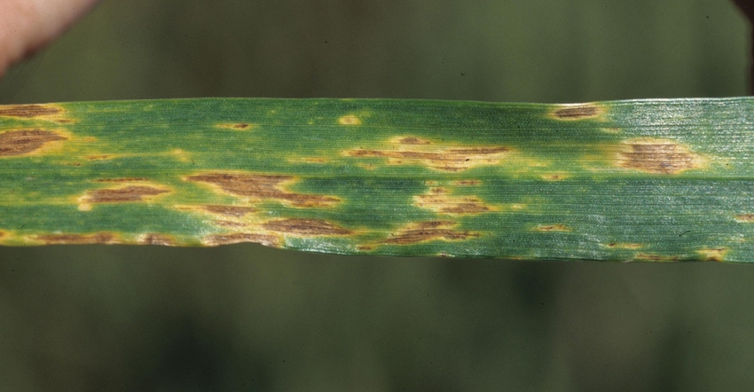 Septoria leaf blotch wheat leaf close up