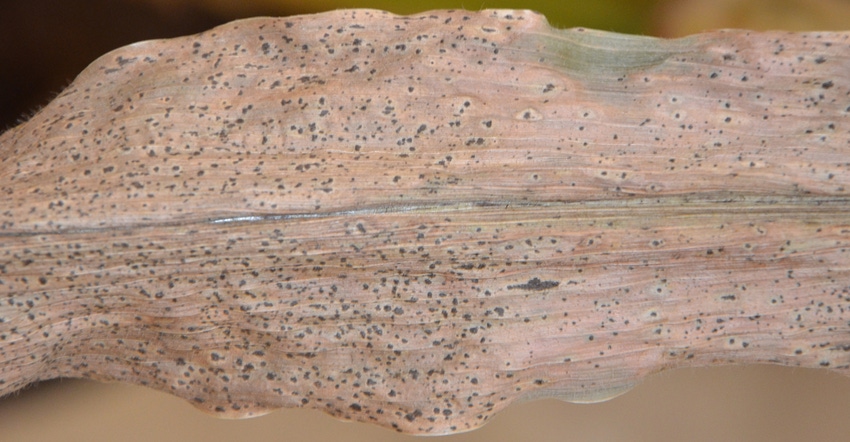 black speckling on this leaf caused by tar spot black speckling on this leaf caused by tar spot