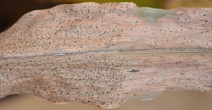 black speckling on this leaf caused by tar spot