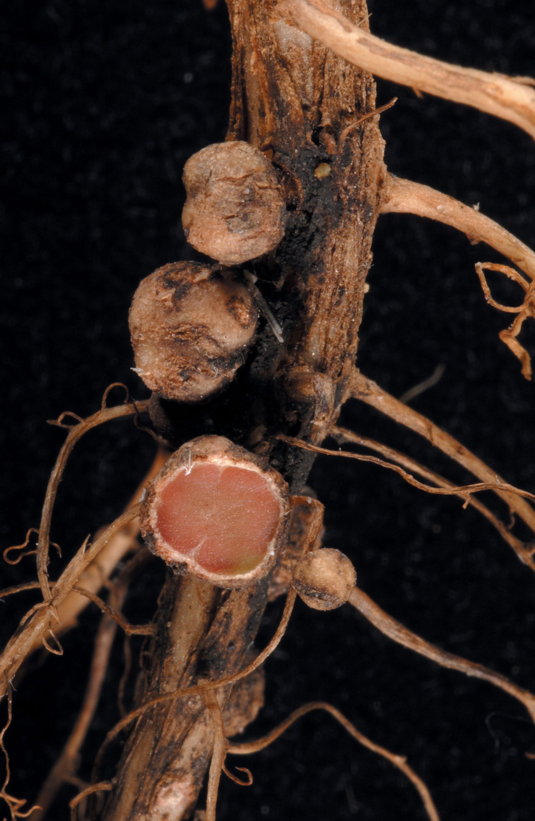 A close-up of nodules on a soybean plant, with one cut open