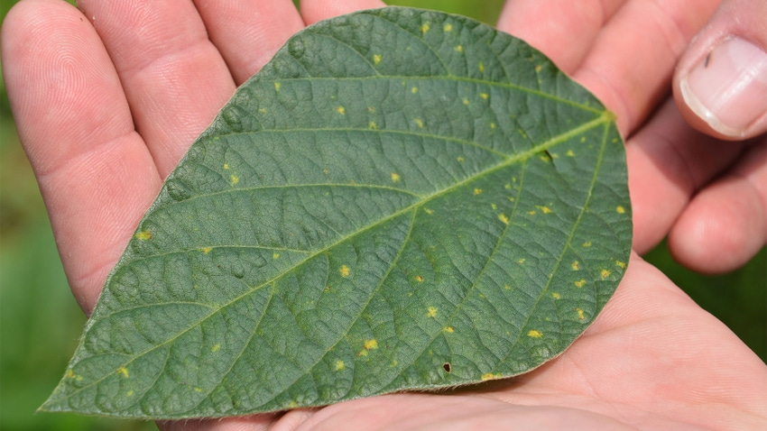 A close-up of a hand holding a green soybean leaf with yellow spots