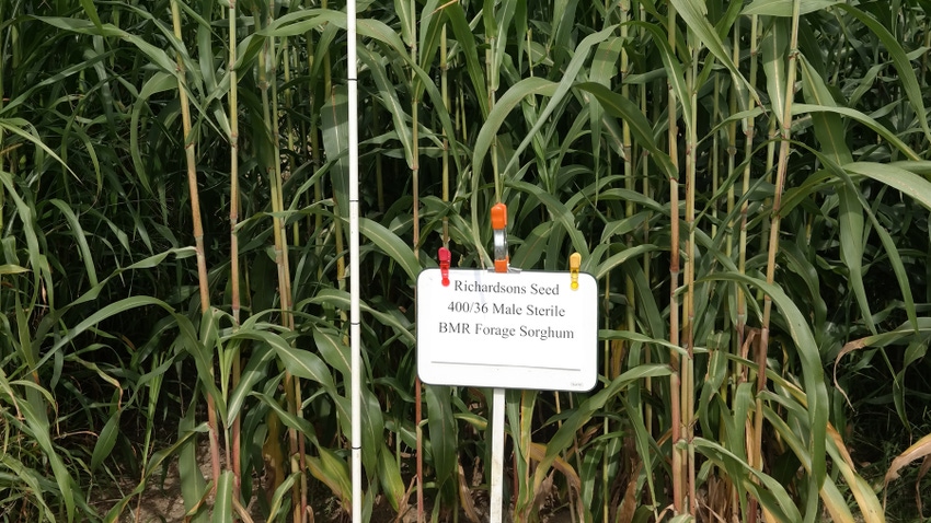 male sterile BMR sorghum plot