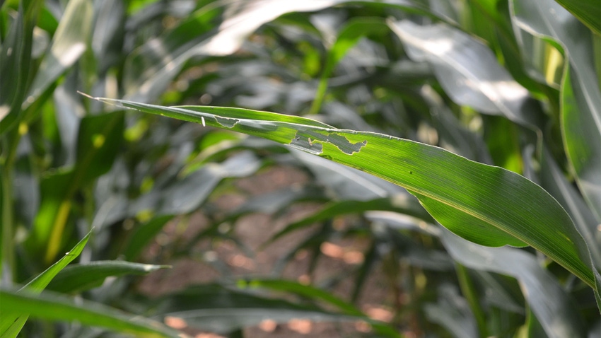 A corn leaf with holes from an insect feeding on it