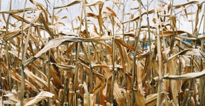 Destroyed Dead Brown Corn Stalks in Rows