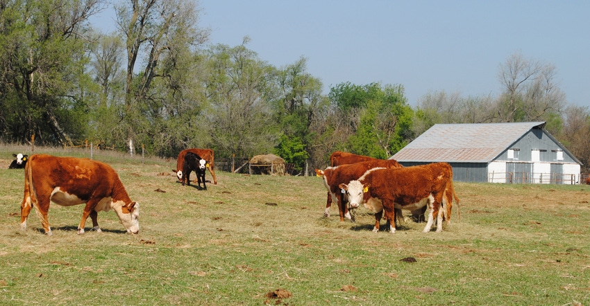 Cattle grazing in field.