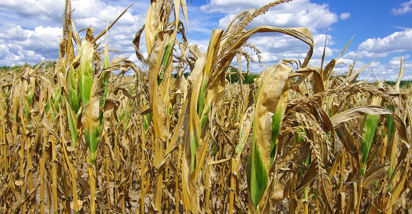 drought-stricken corn stand