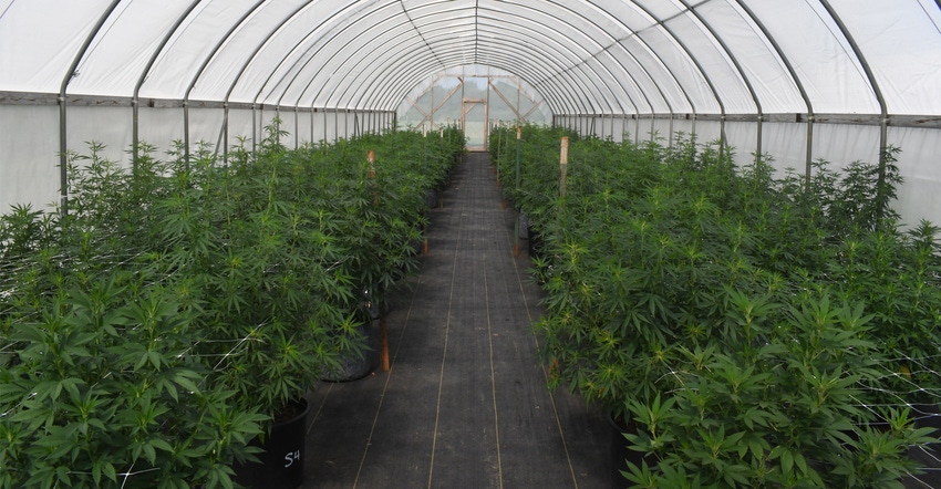 test crop of industrial hemp was grown in a high tunnel at Kansas State University’s John C. Pair Horticulture Center near test crop of industrial hemp was grown in a high tunnel at Kansas State University’s John C. Pair Horticulture Center near