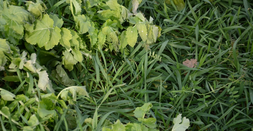 cover crops cover crops