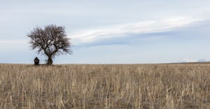 Single tree and lonely man in a field
