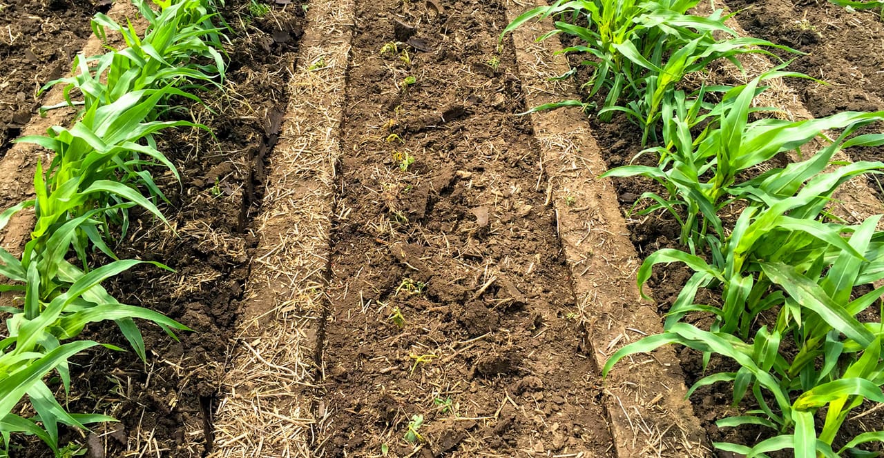 Covering Corn Rows Interseeding cover crops in extra-wide corn rows
