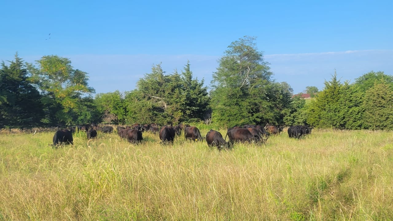 Trent Bohling- starting out with small testing plots, Bohling has been able to see the impact that Kernza has on his soil health