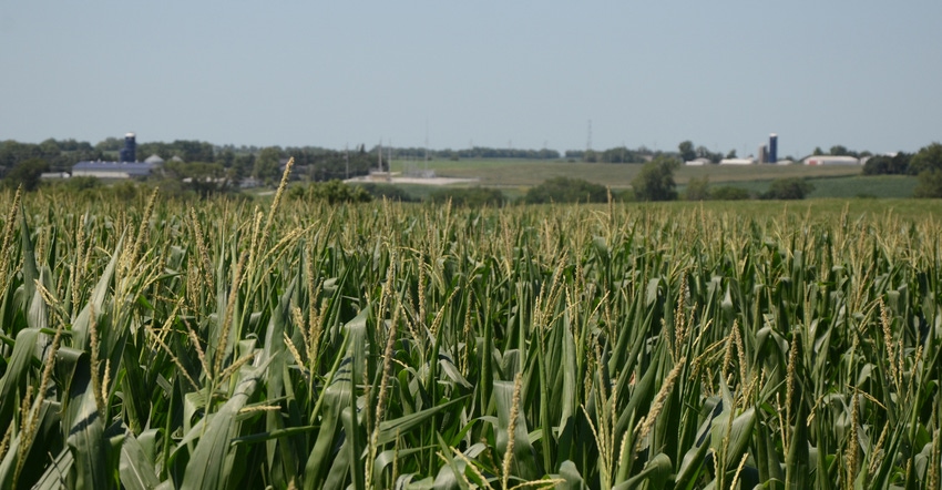 Corn field with farms in background