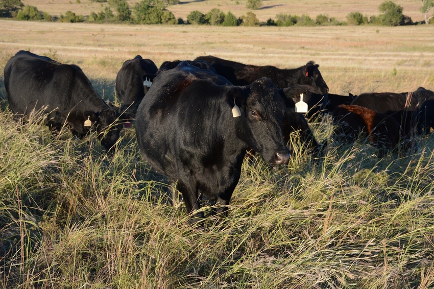 Cows on tall forage