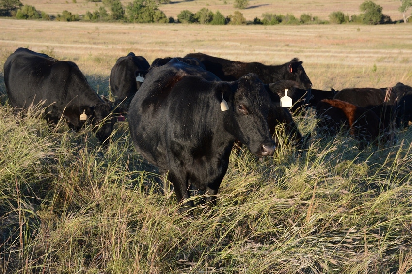 Cows on tall forage Cows on tall forage