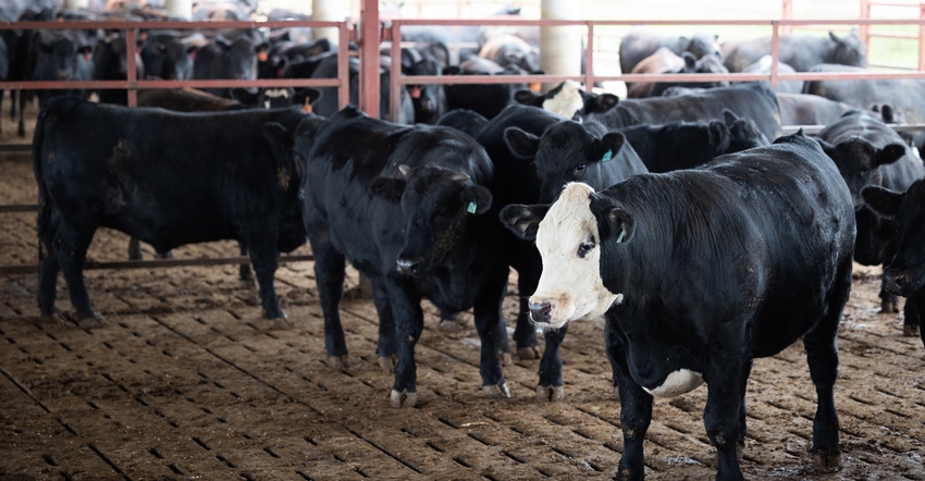 herd of cattle standing on slatted floor herd of cattle standing on slatted floor