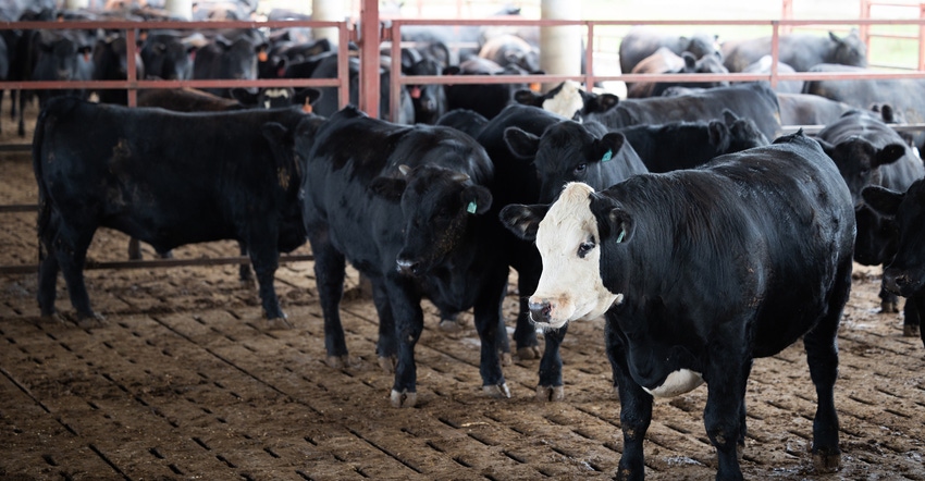 herd of cattle standing on slatted floor