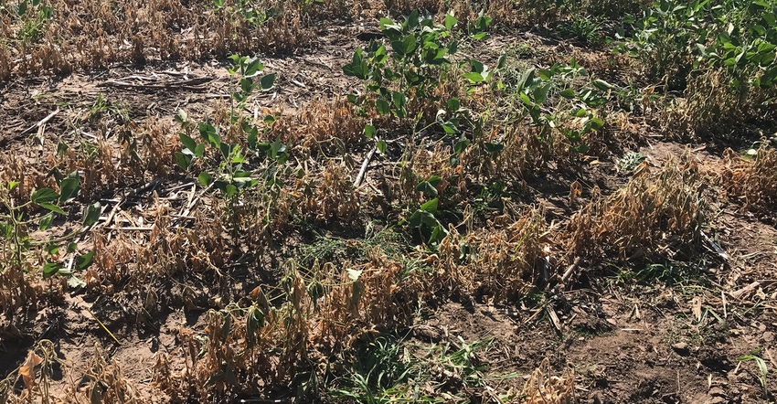 A field in eastern Nebraska affected by soybean gall 