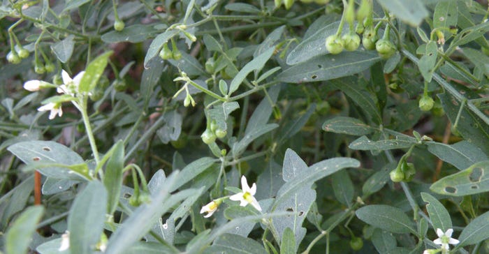 Eastern Black Nightshade Eastern Black Nightshade