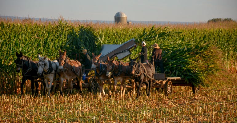 An Amish family harvests corn with a team of horses outside Schaefferstown, Pennsylvania