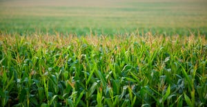 7-25-22 corn fields GettyImages-527873380.jpg