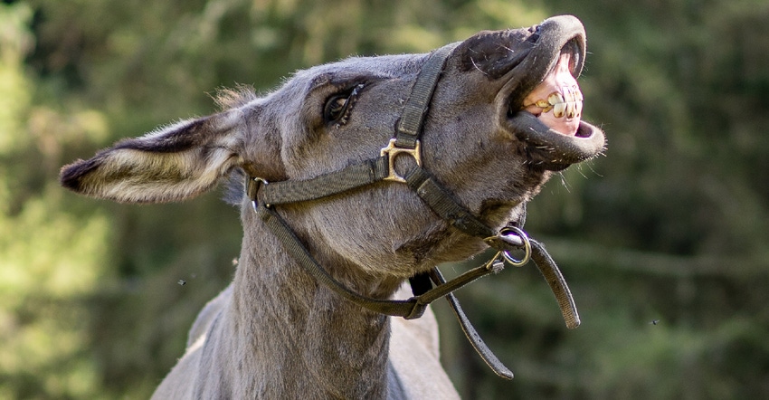 donkey showing its teeth