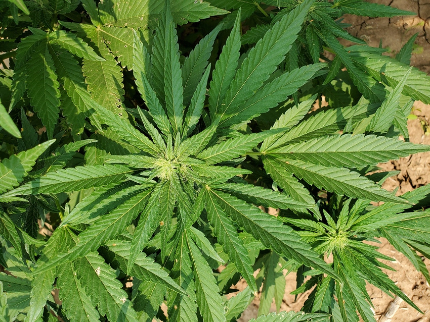 DFP11620-Hemp-shelleyHuguley.jpg DFP11620-Hemp-shelleyHuguley.jpg