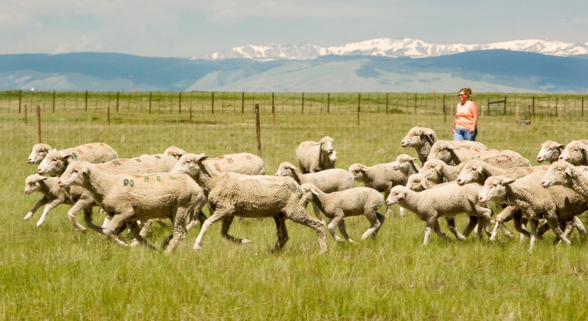 Wyoming ewes