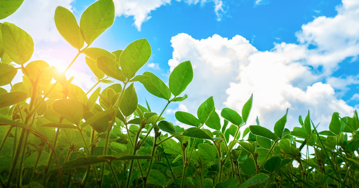 New tool available to project soybean cost of production