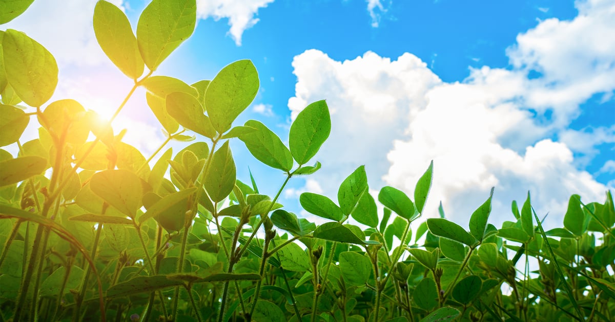 New tool available to project soybean cost of production