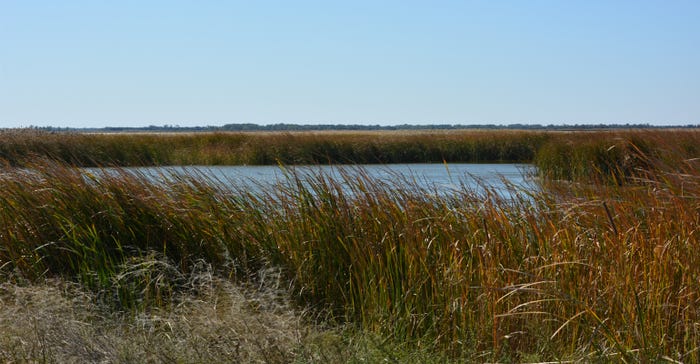  Grasses surrounding a pool of water in the Quivira refuge