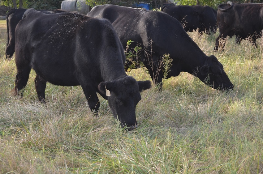 Cows grazing dormant grass