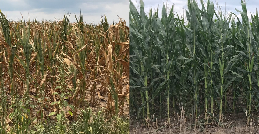 side-by-side cornfield with and without what straw