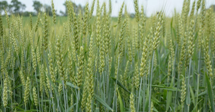 wheat field