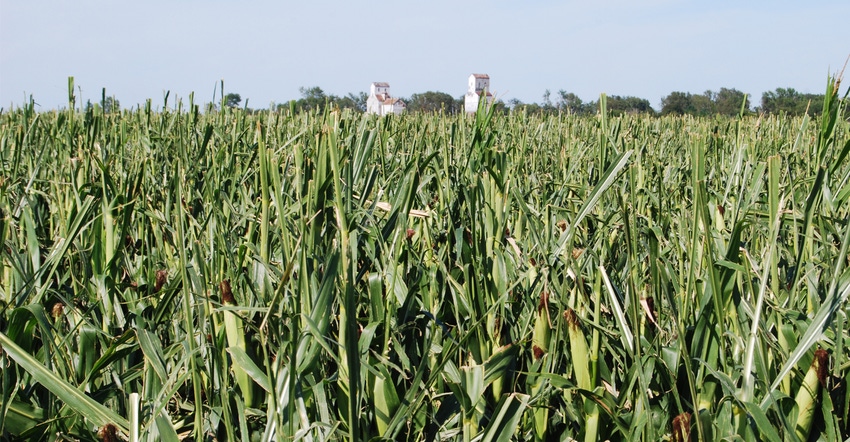 Wind and drought-damaged cornfield