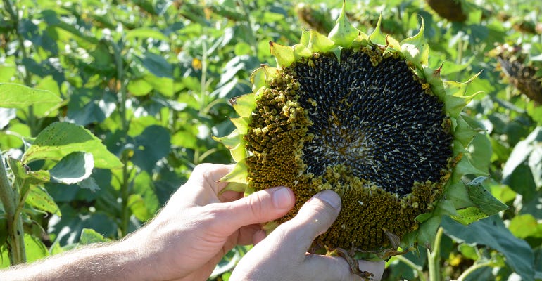 closeup of seeds filling the center of a sunflower head