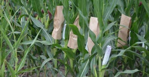 paper bags over ears of corn on cornstalks