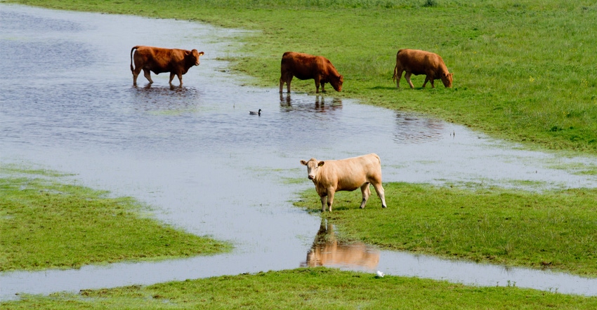 Cows in rain-soaked field