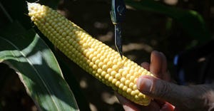hand holding knife pointing to kernels missing on ear of corn