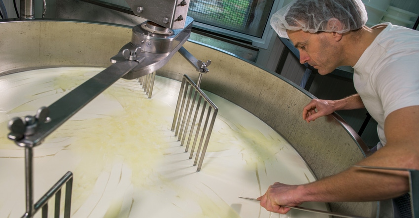 A cheesemaker checking a tank of milk A cheesemaker checking a tank of milk
