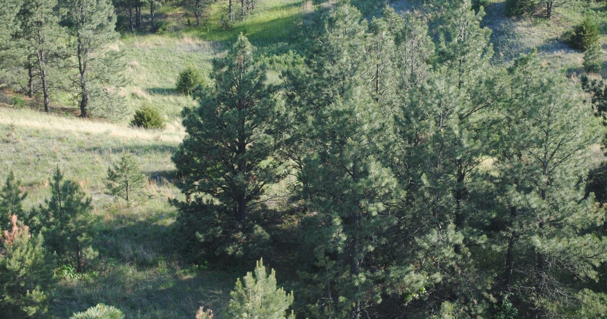 The Tree Planters State