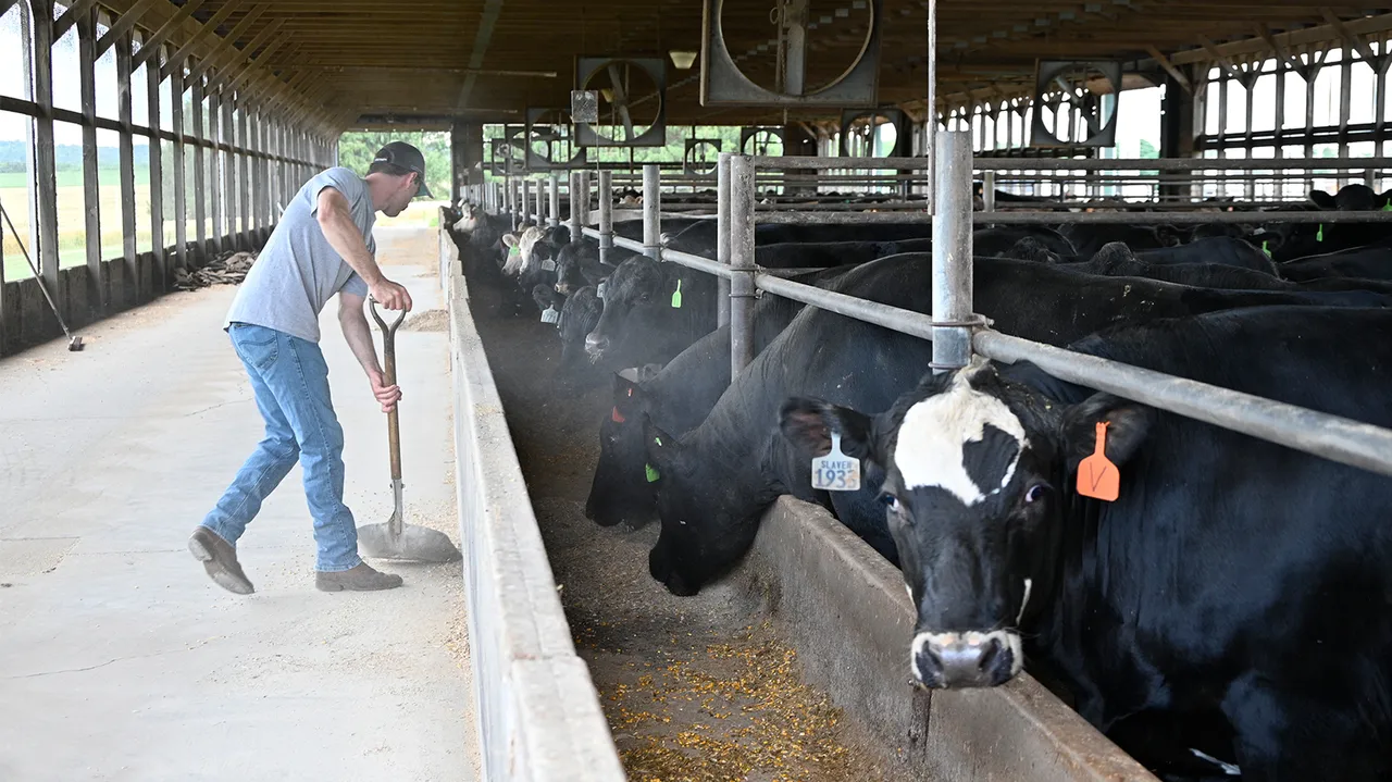 Farmworker with shovel feeds cattle Farmworker with shovel feeds cattle